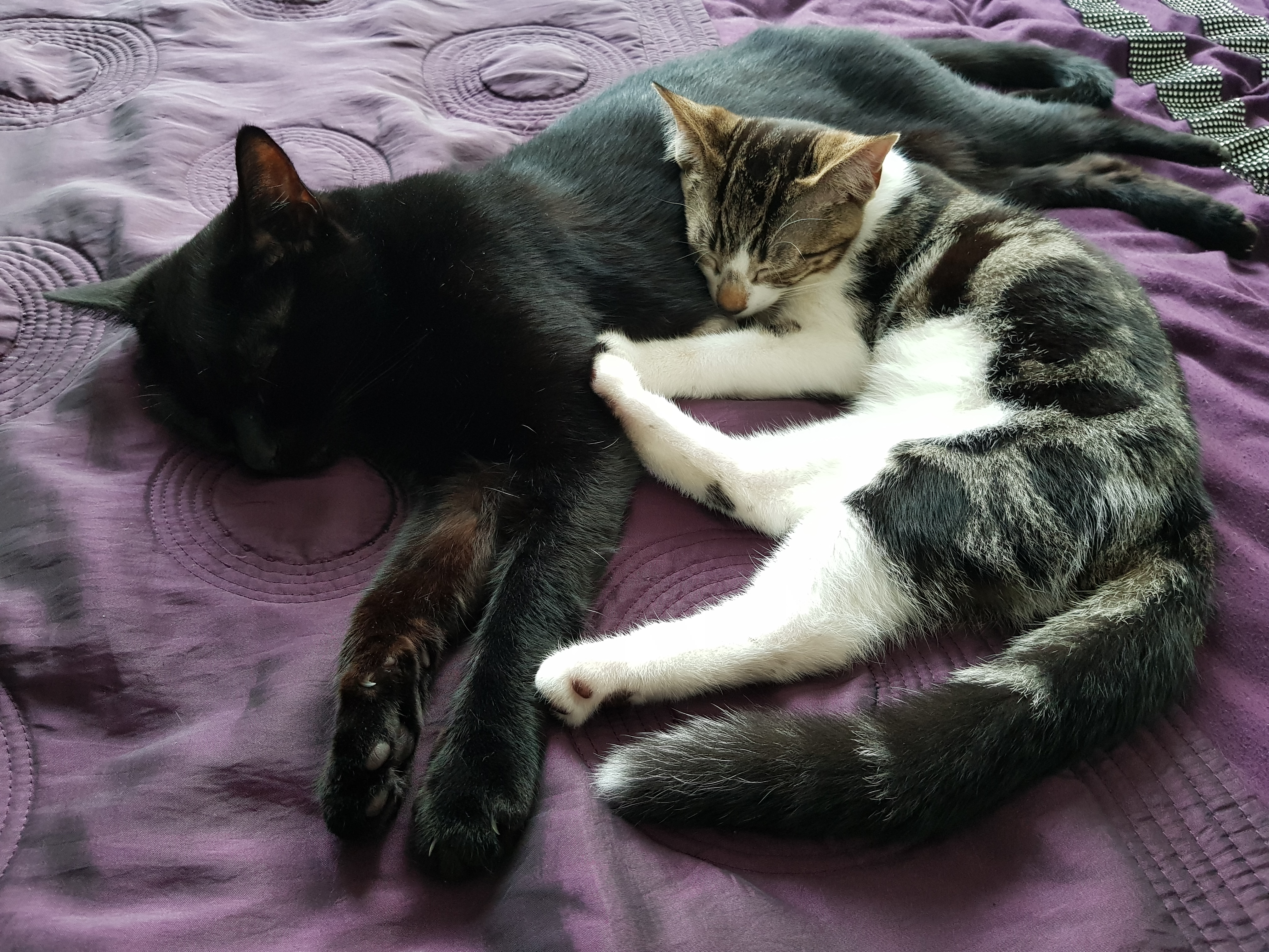 Image of Lucifer and Gizmo, two of the most spoilt cats ever