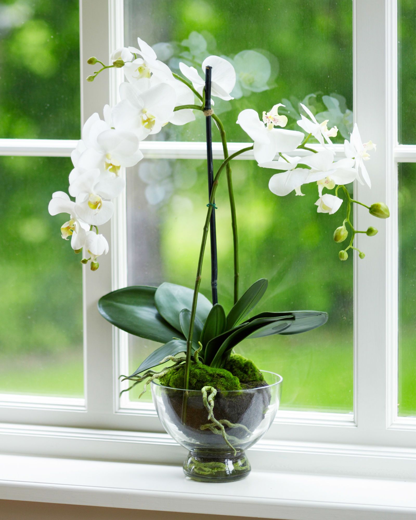 Phalaenopsis Orchid