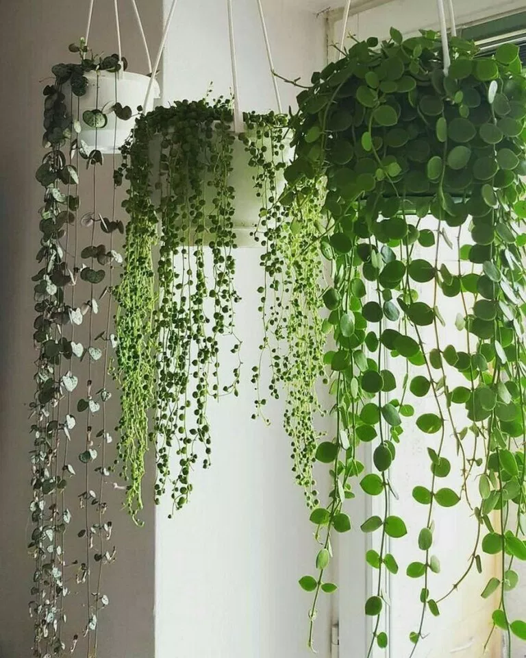 Hanging Plant