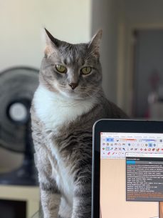 Cute Cat Coder