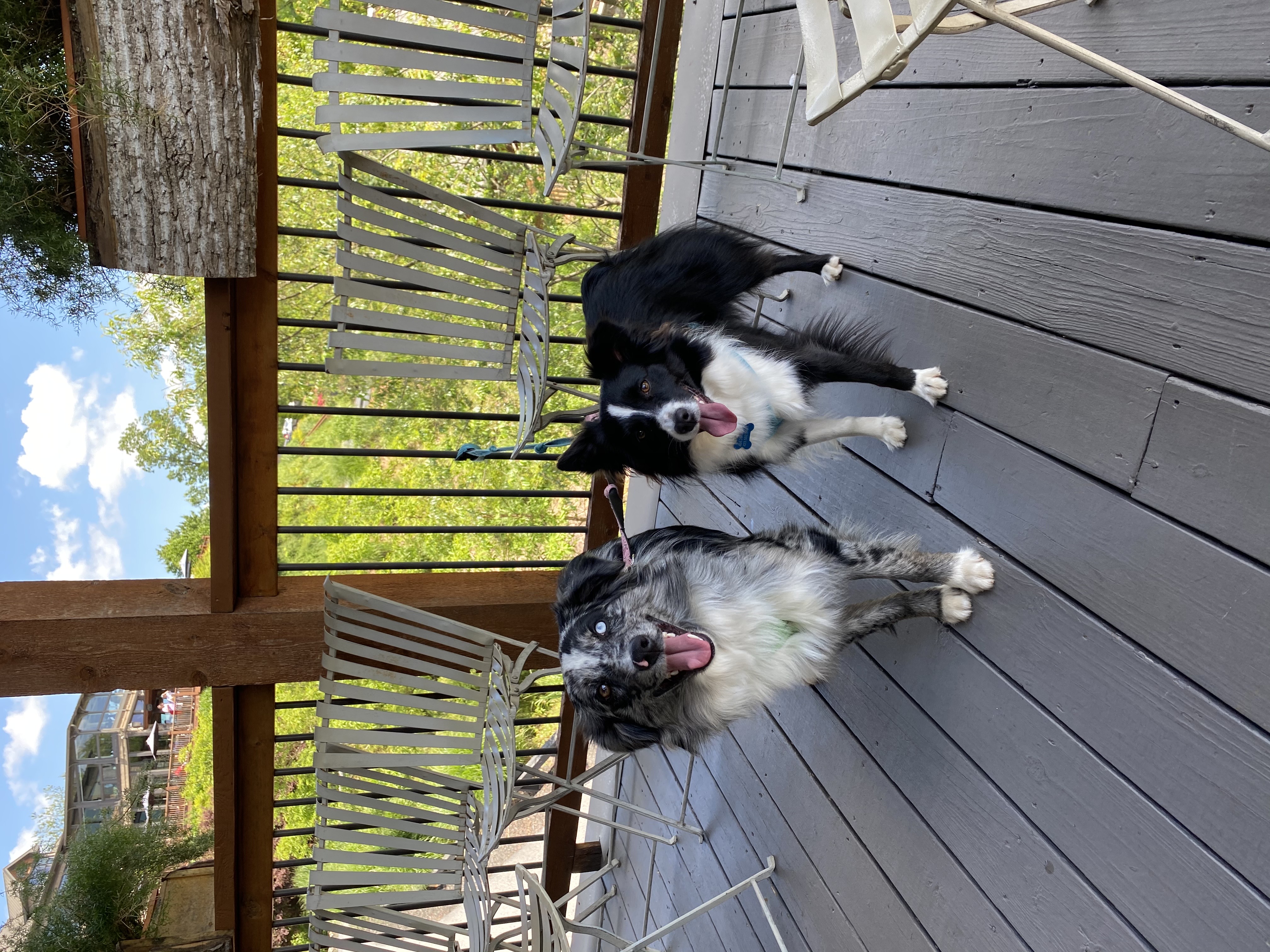 Two Mini Australian Shepards Sitting