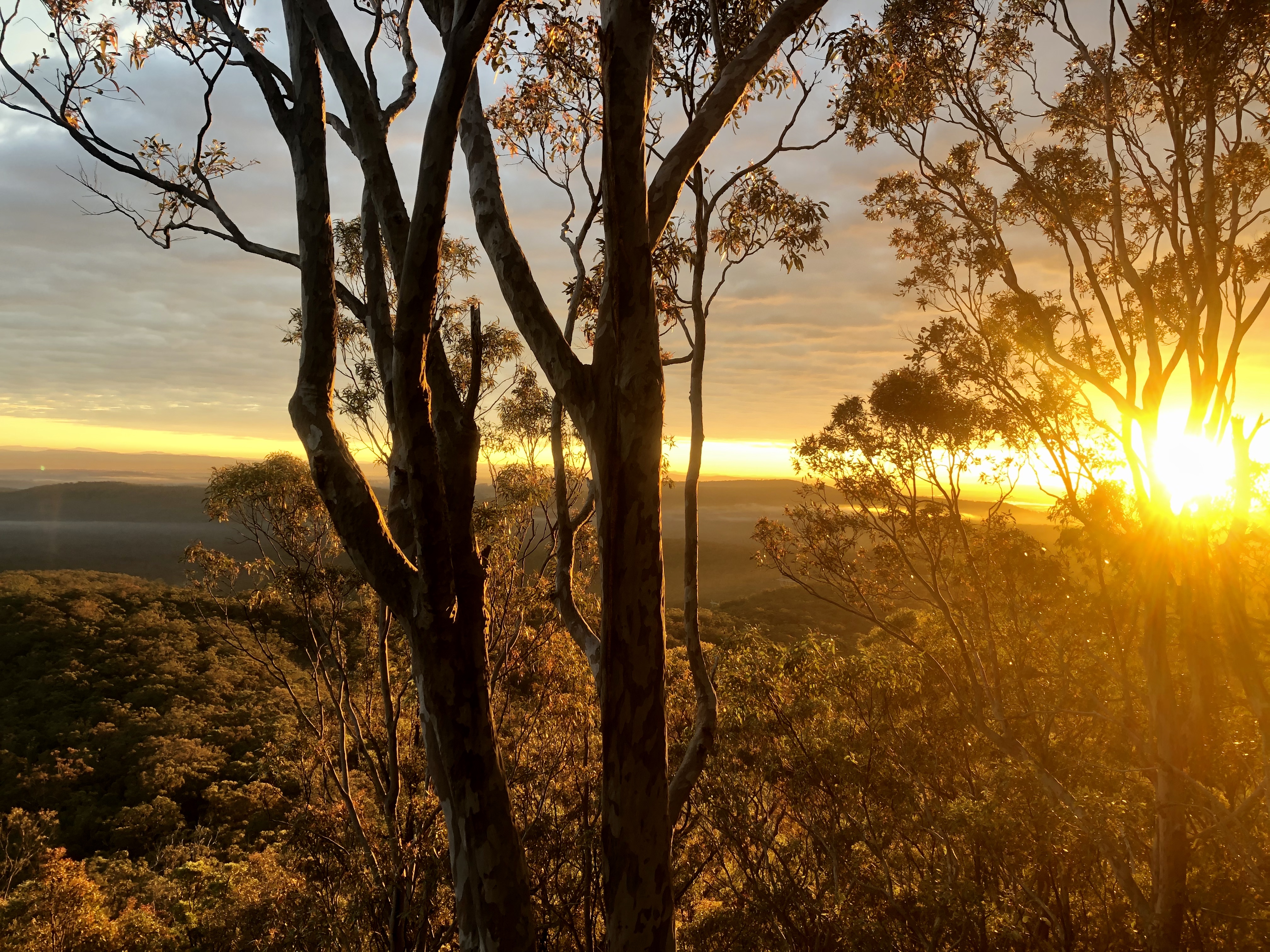 Sunrise viewed through gum trees on top of a mountain.