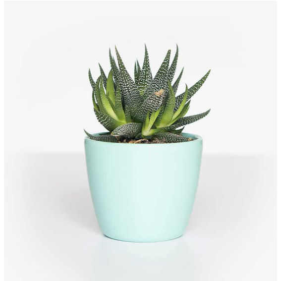 succulent-plants