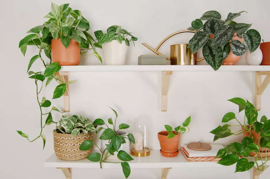 Pothos plants on a shelf