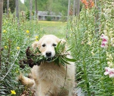 Dog carrying flowers in mouth