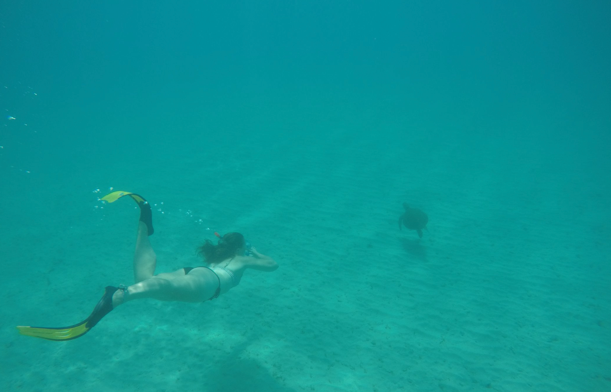 Woman freediving with a green turtle in Barbados