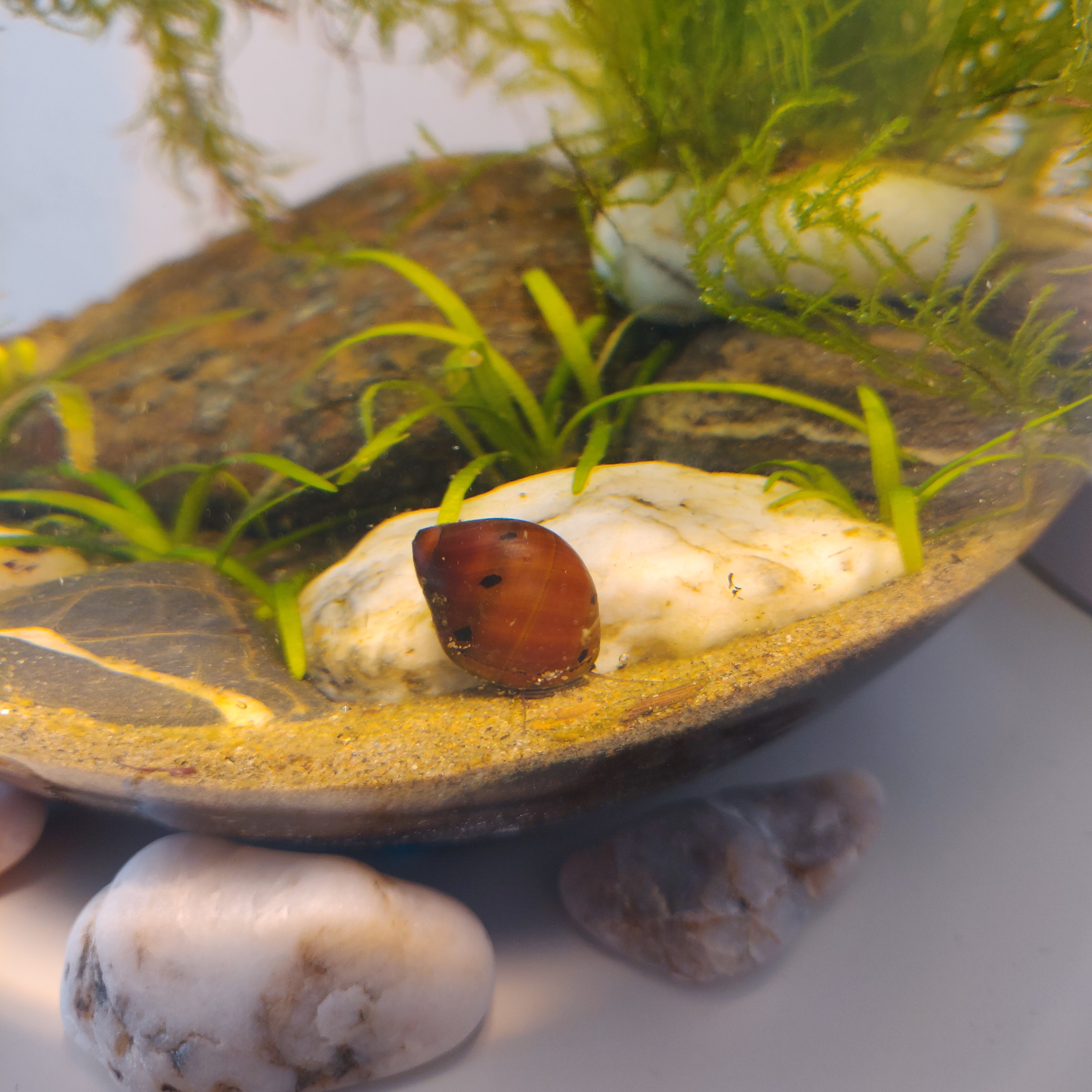 Carlos showing off his shell