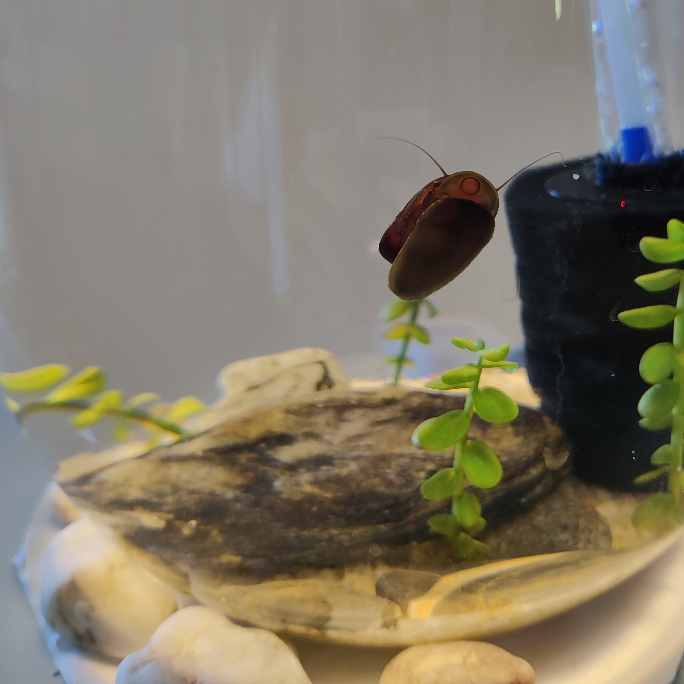 Carlos on the aquarium glass