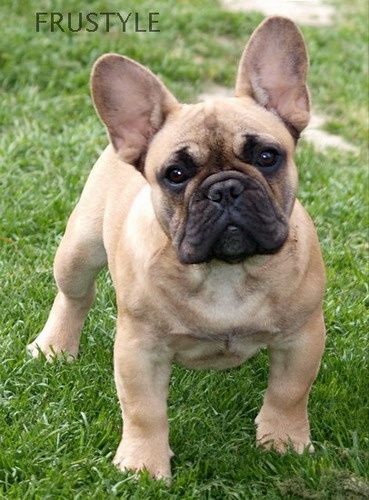 French bulldog