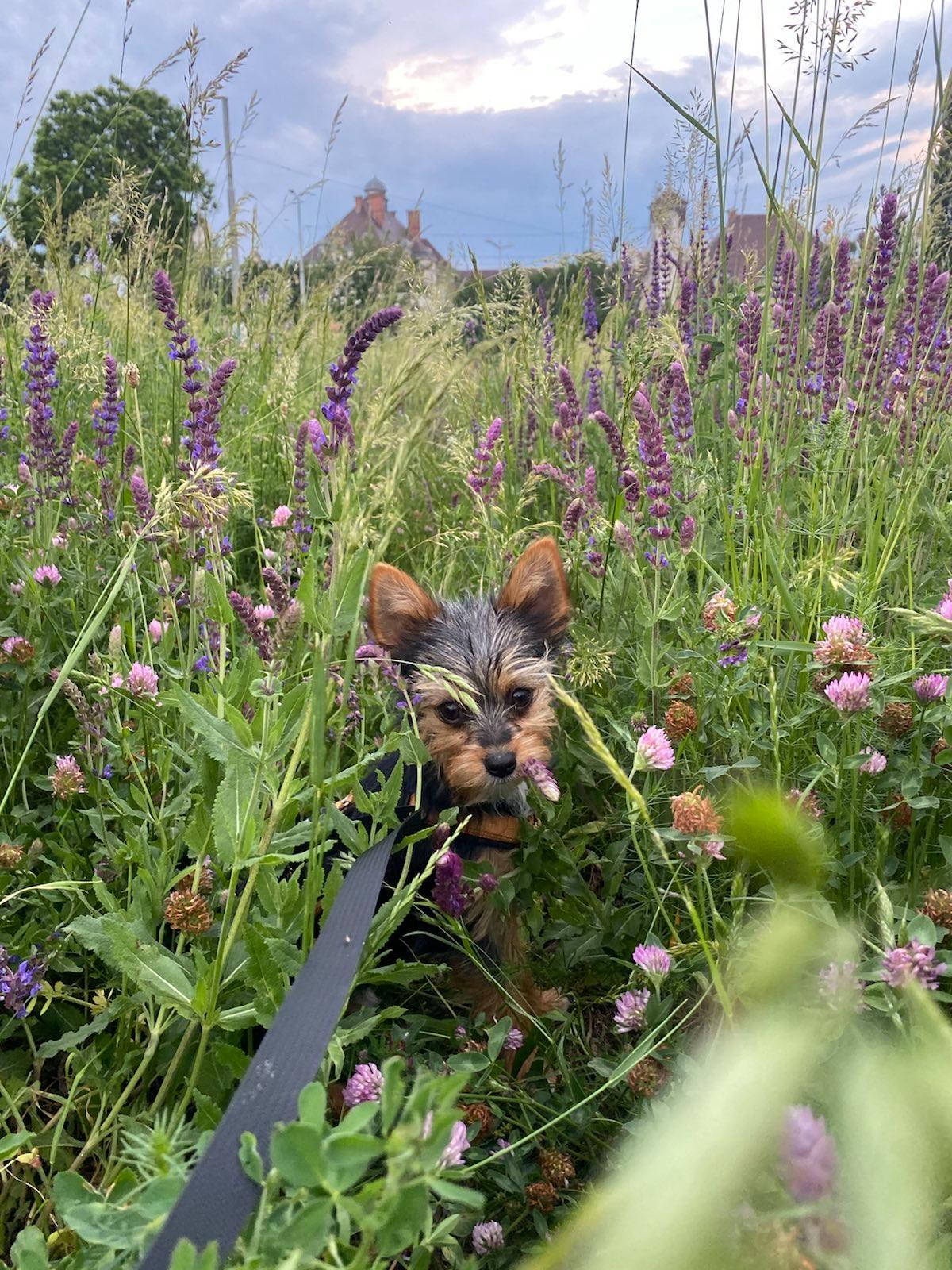 Dog sitting in a field of flowers