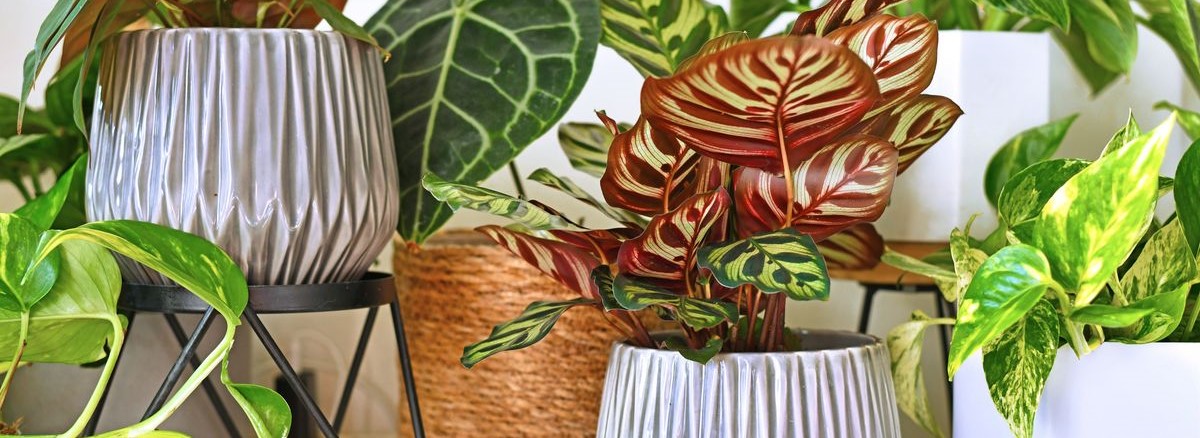 several colorful indoor plants