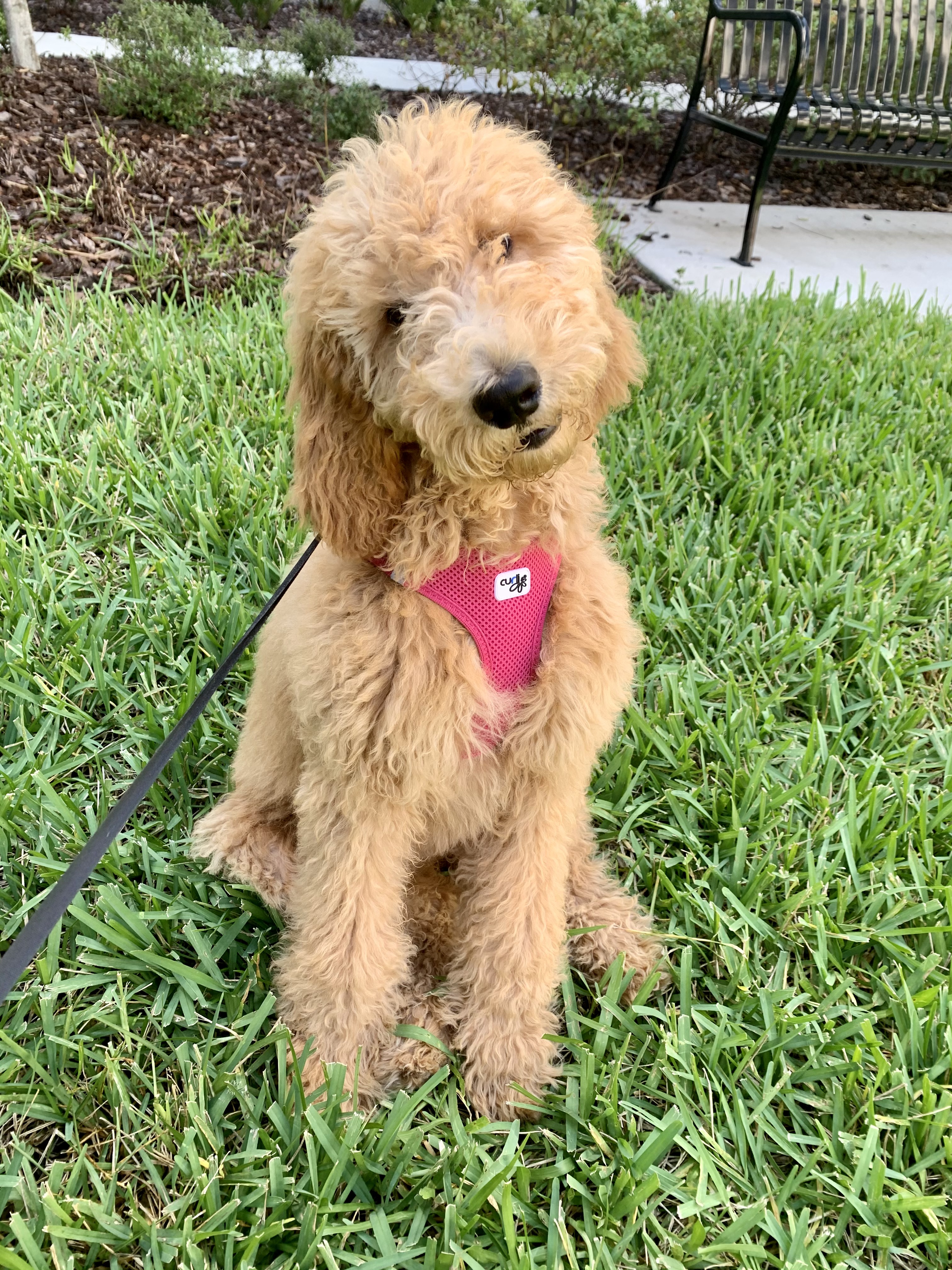 Goldendoodle Puppy