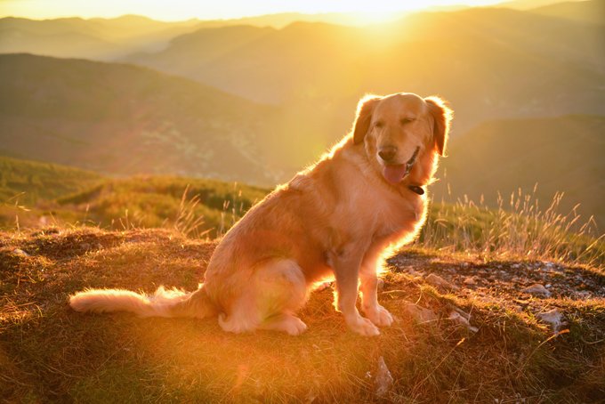Golden Retriever