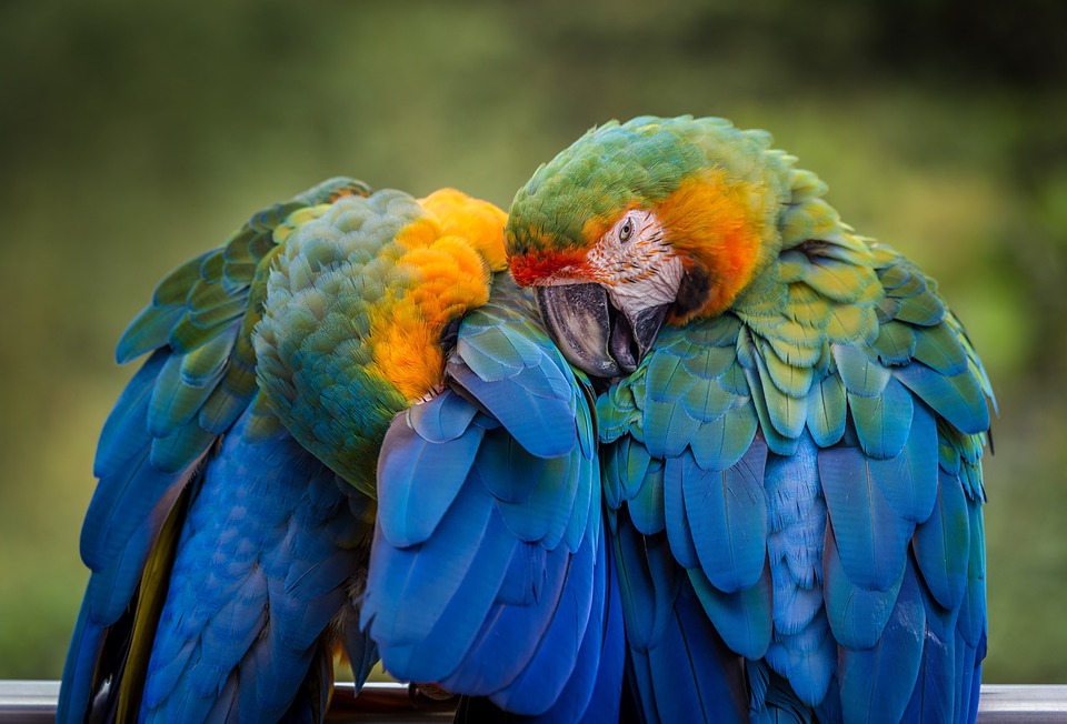 Macaws Cuddling
