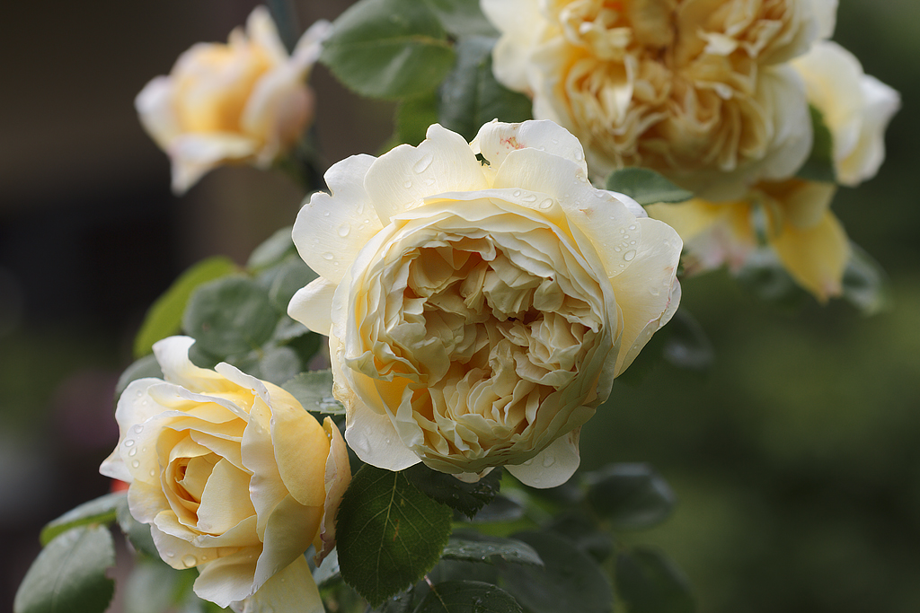 Charles Darwin rose