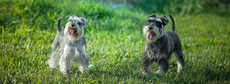 miniature schnauzer