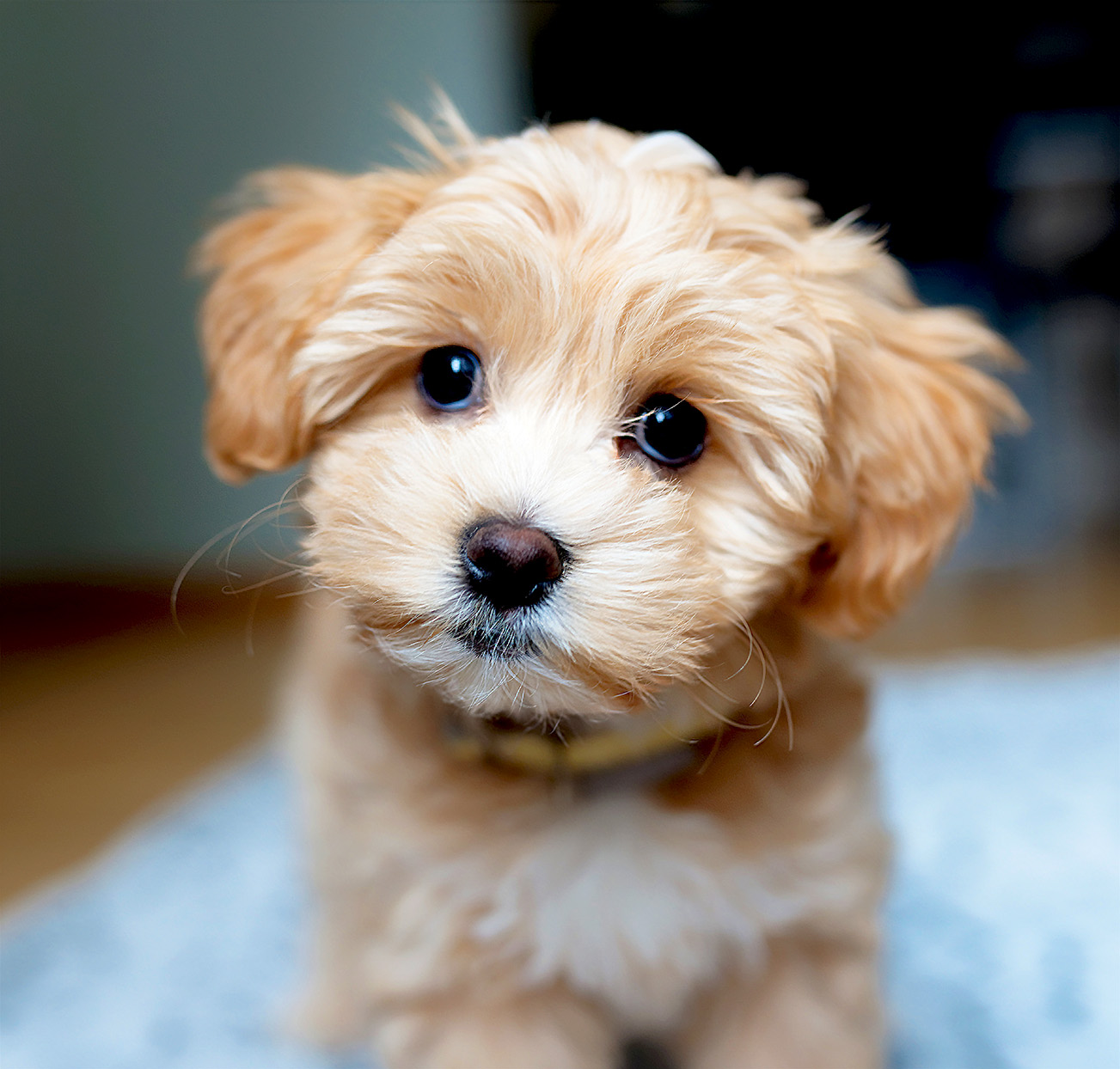 Maltipoo puppy