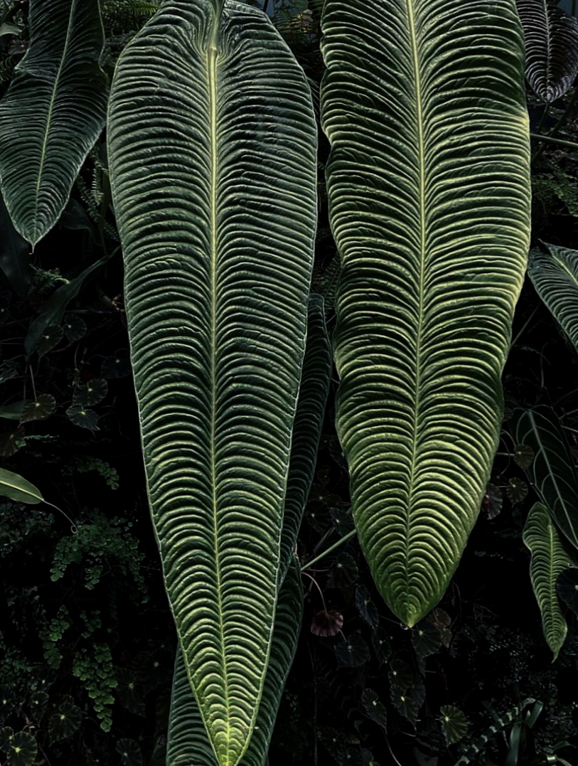 The King Anthurium