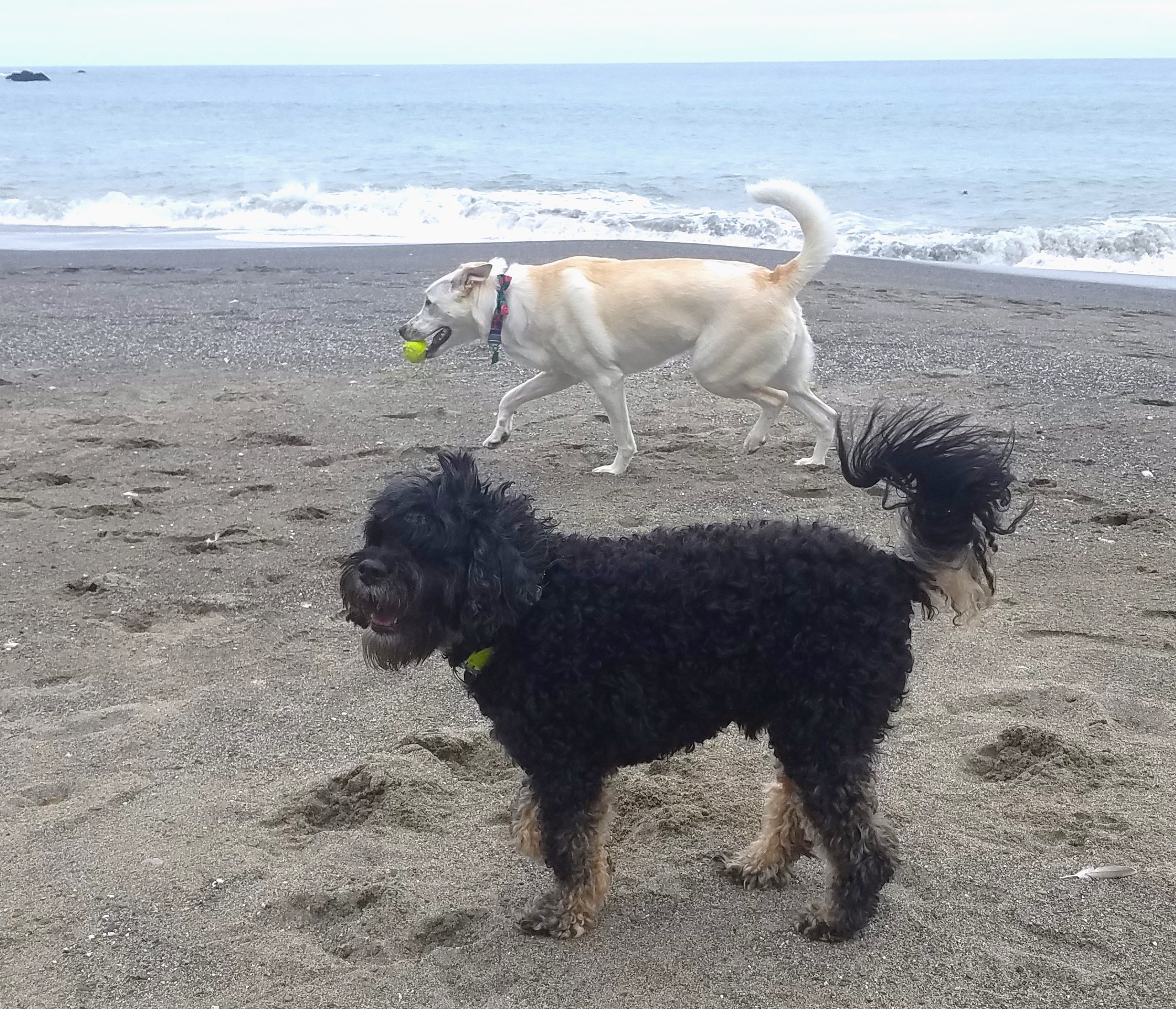 black and white dogs