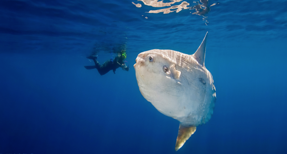 mola mola & diver