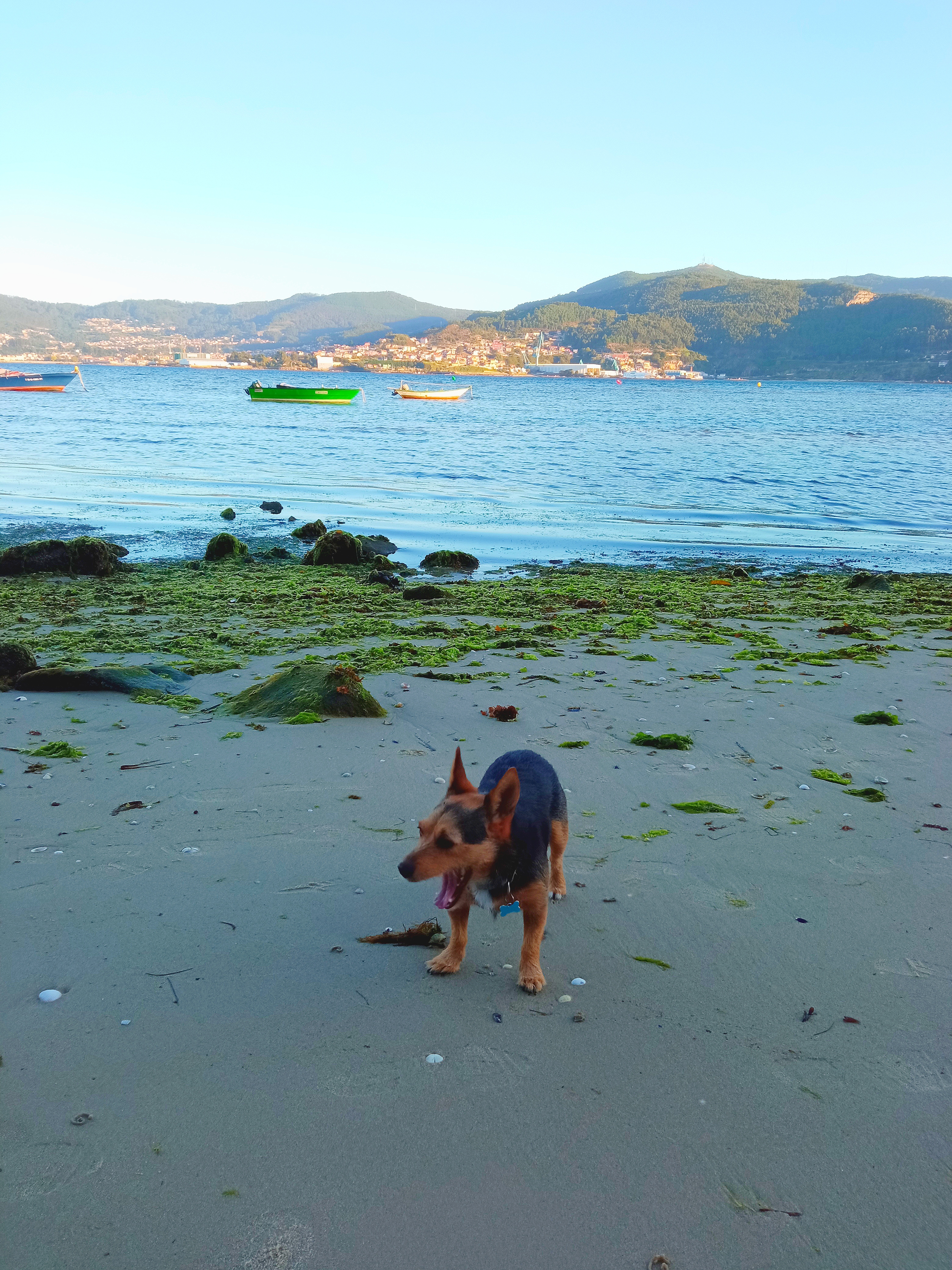 Jack Russell cross at the beach