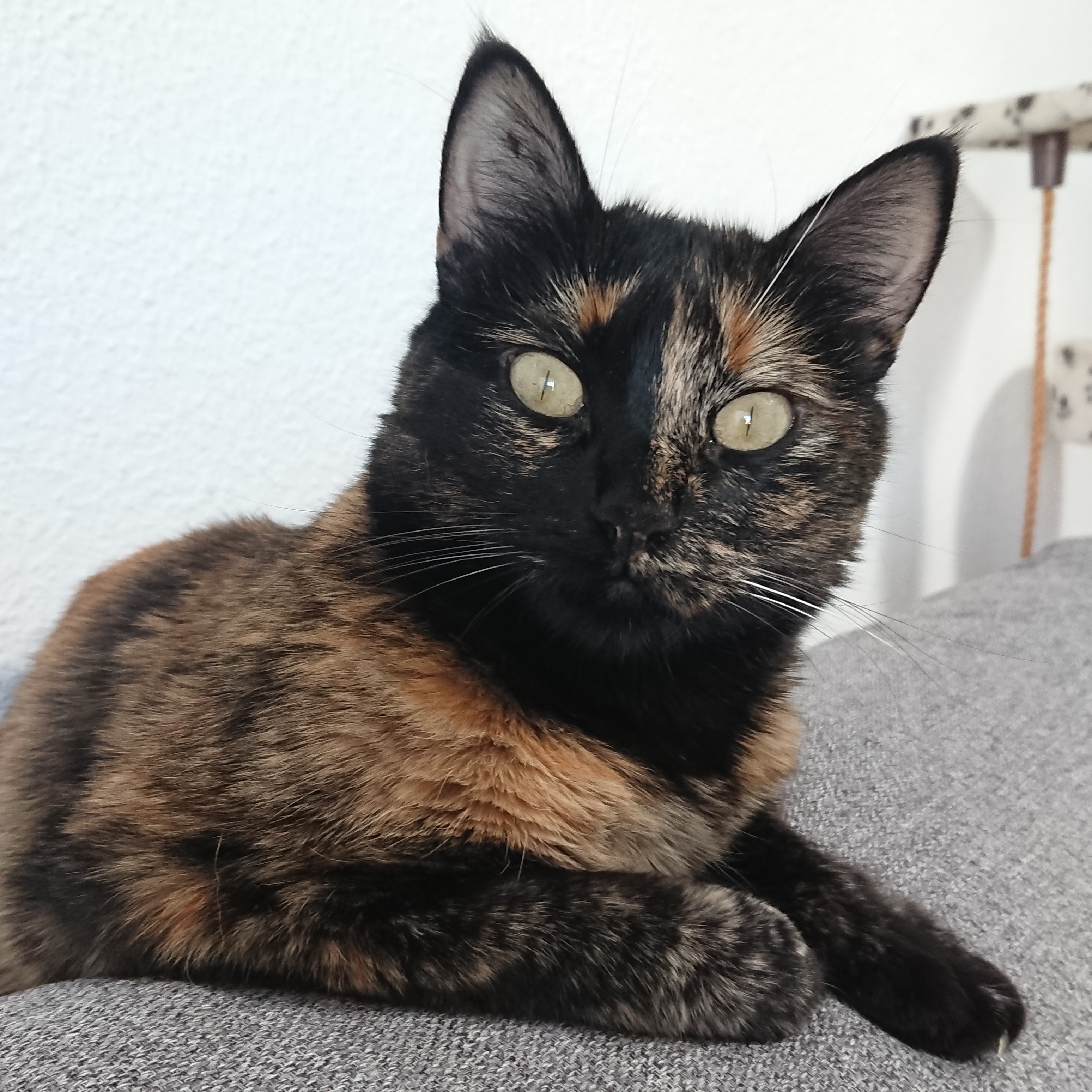 Tortoiseshell Cat 1