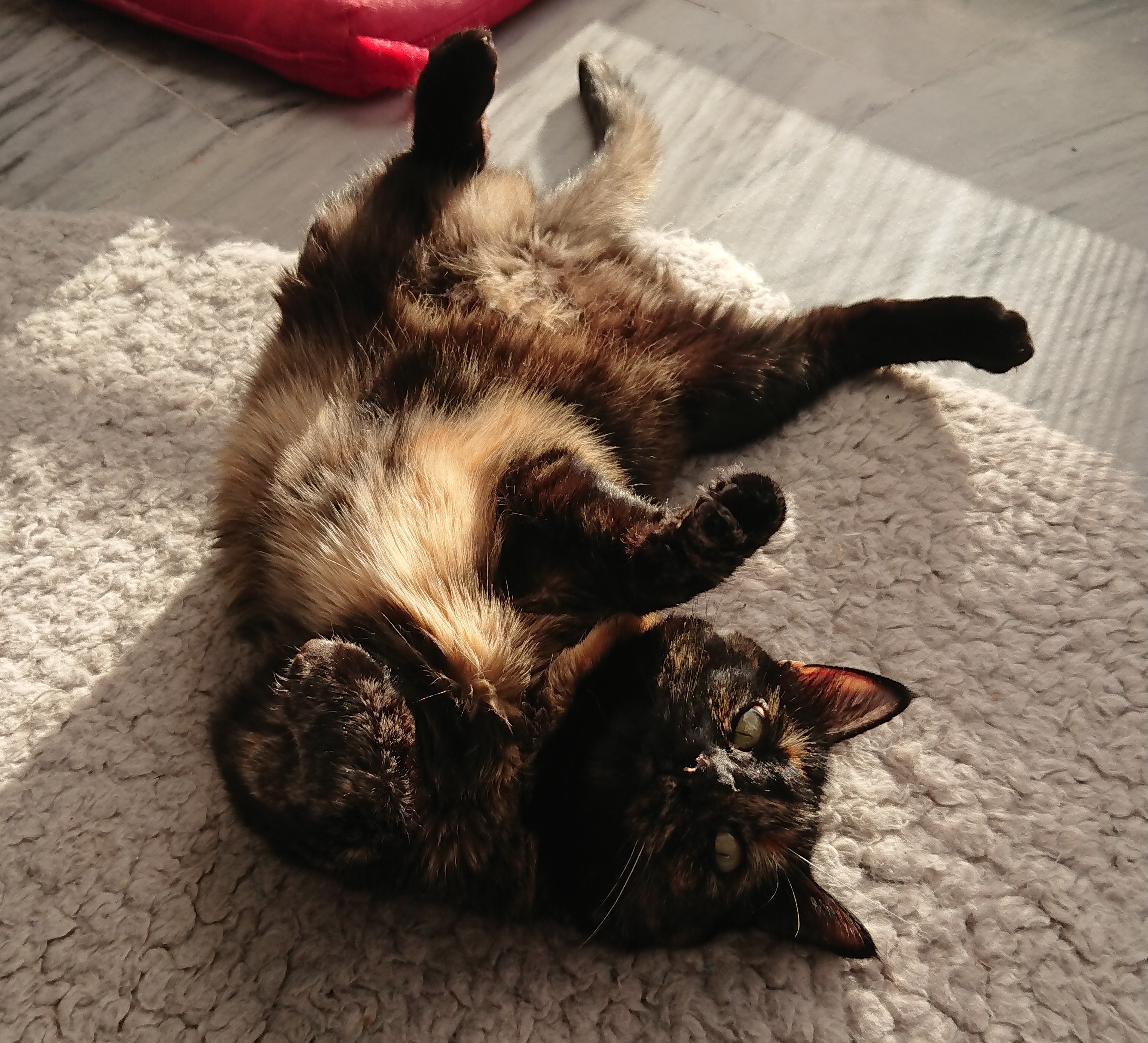 Tortoiseshell Cat 2