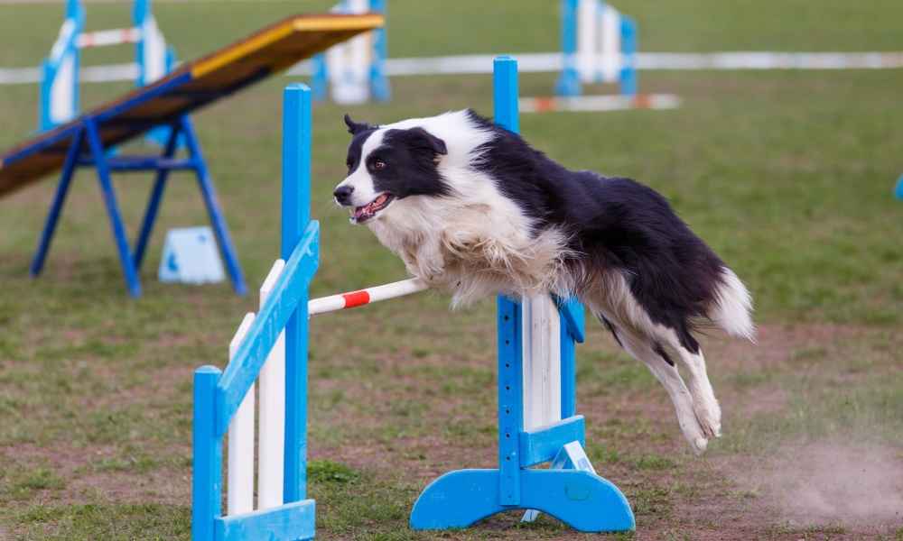 dogagility
