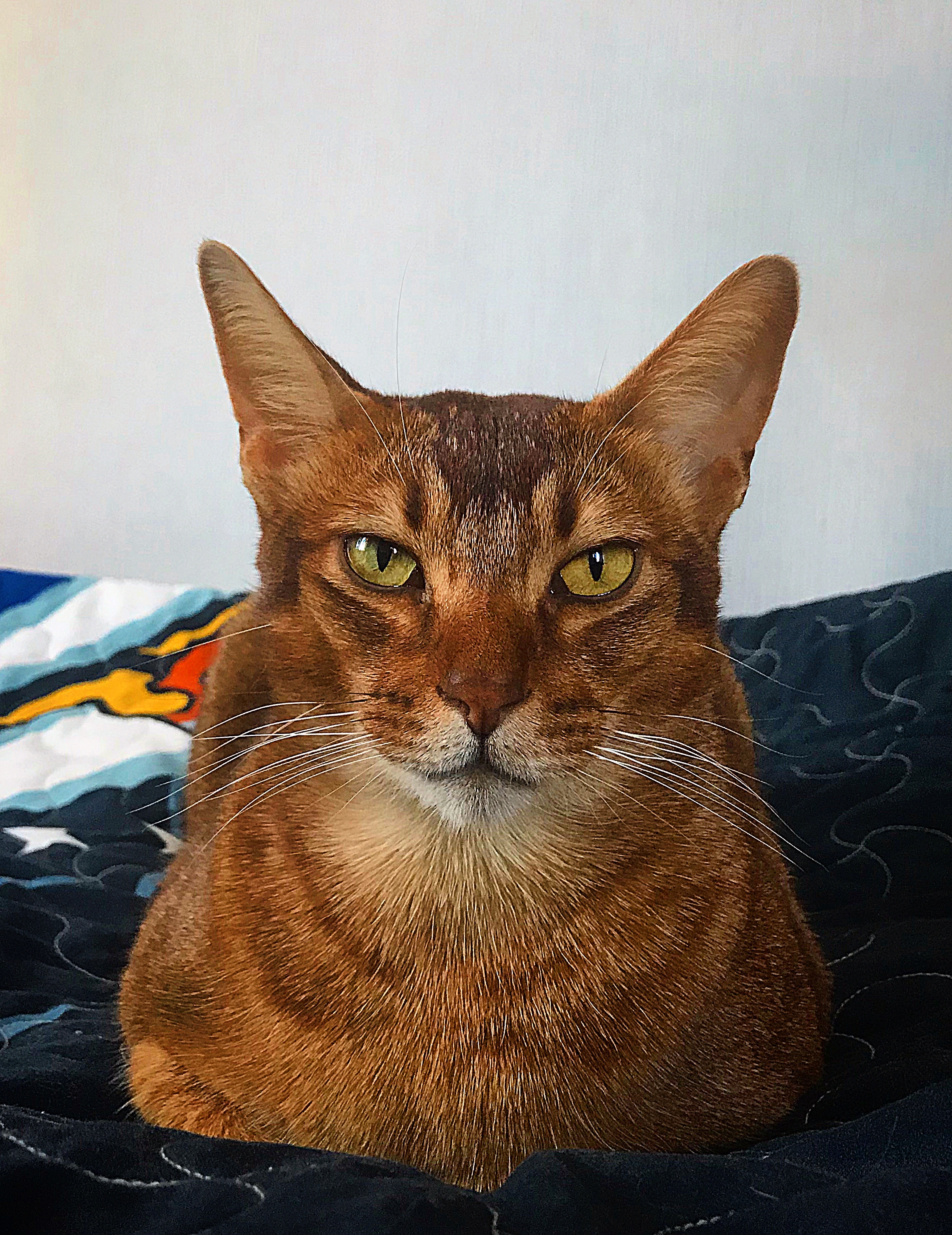 Abyssinian_cat