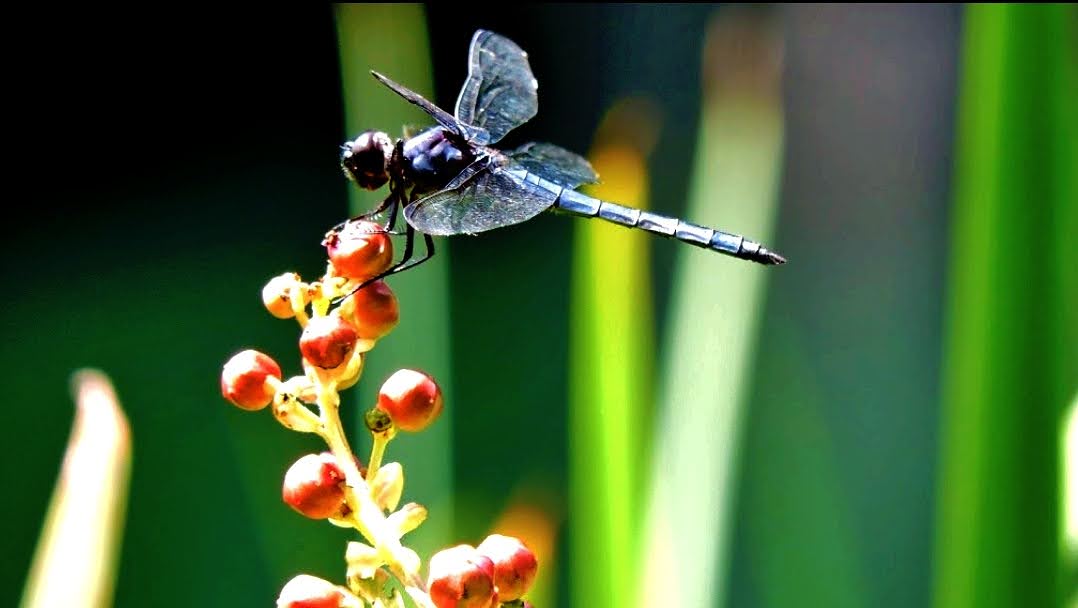 Dragonfly