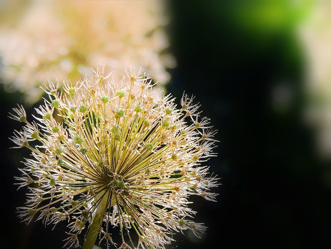 Globe Thistle