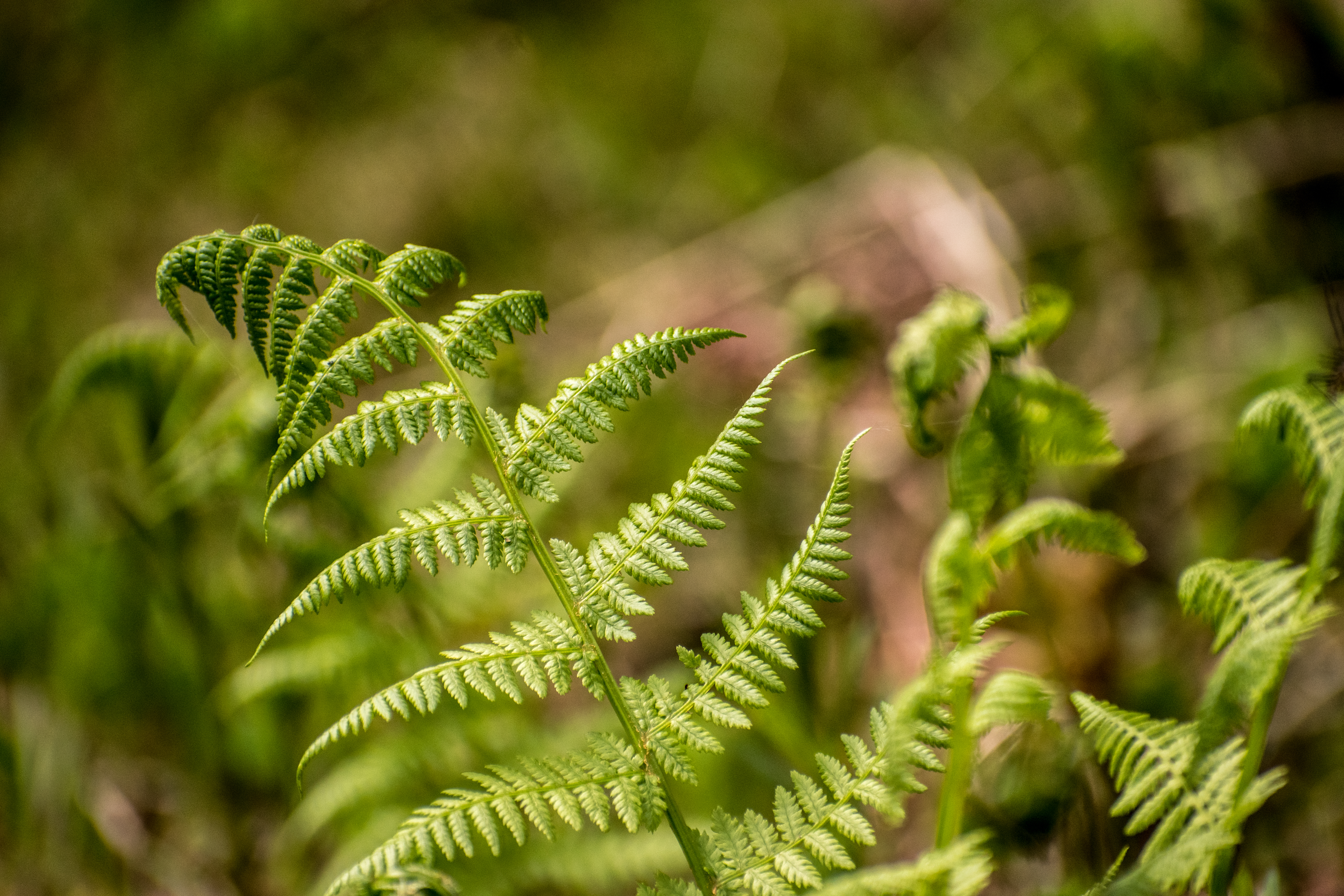 Fern Plant