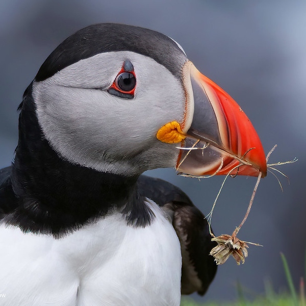 profil of a puffin
