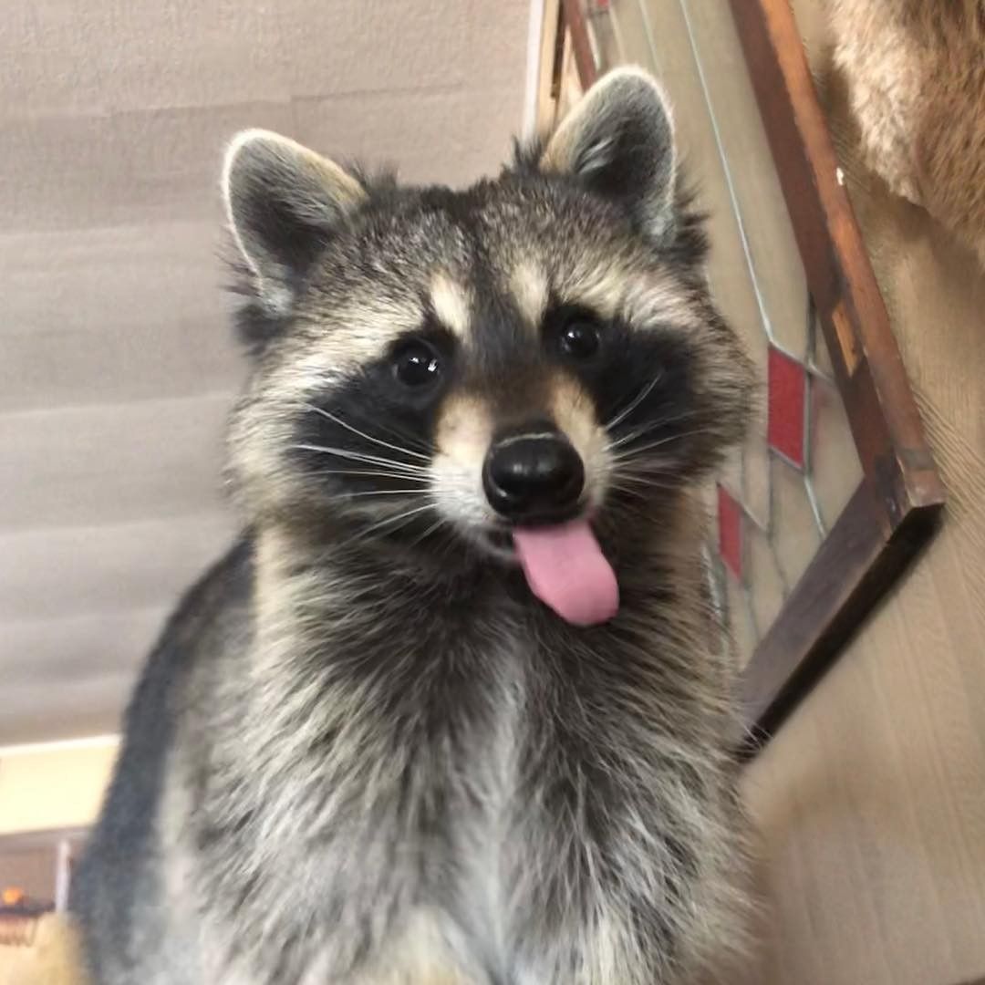 Cute Raccoon
