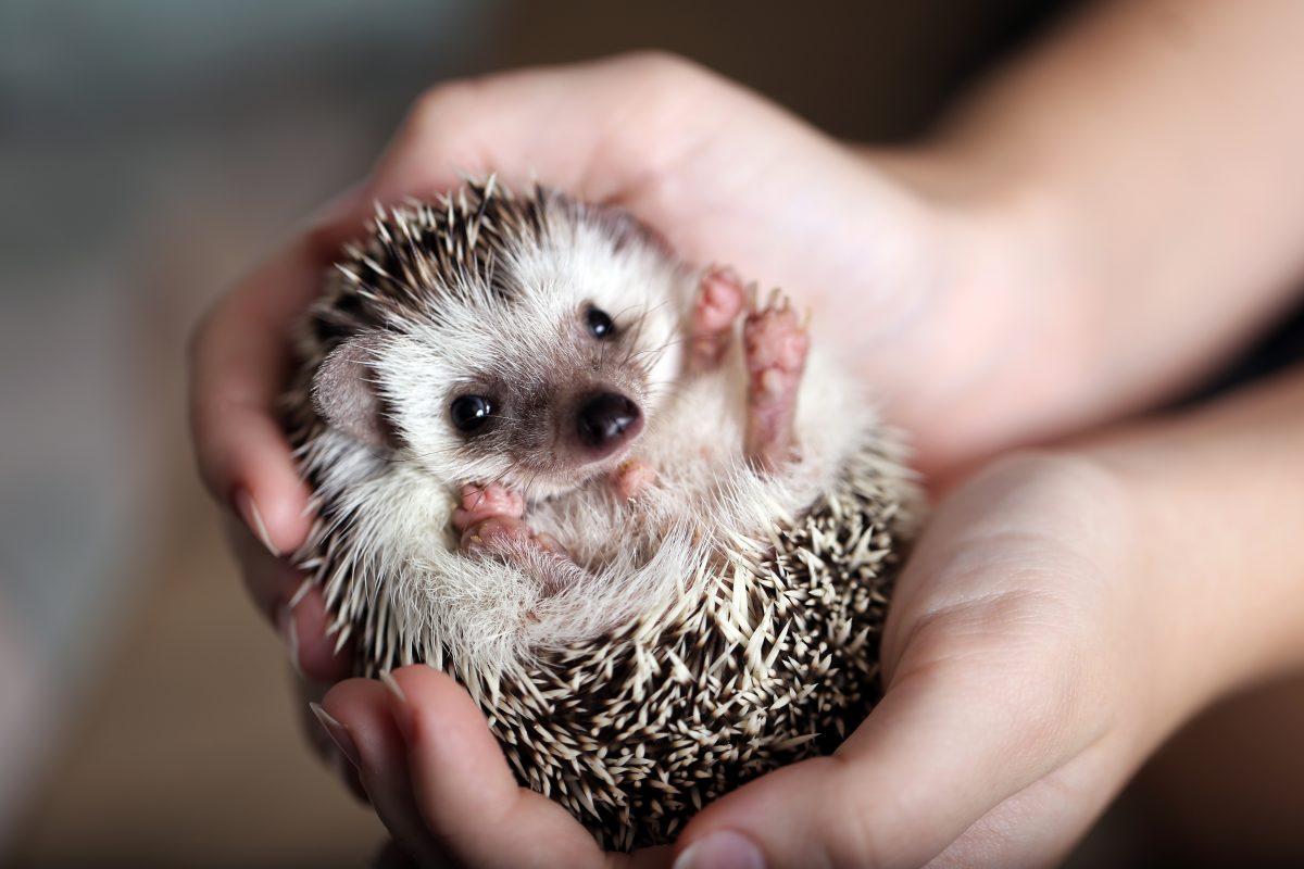 The hedgehog in hands