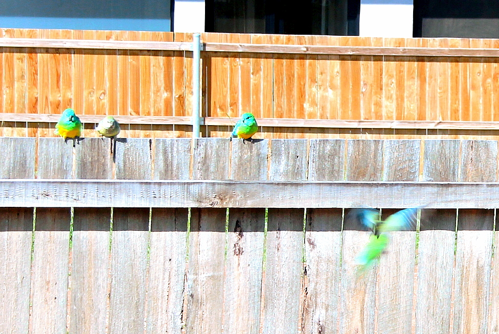 Budgerigars on a Fence