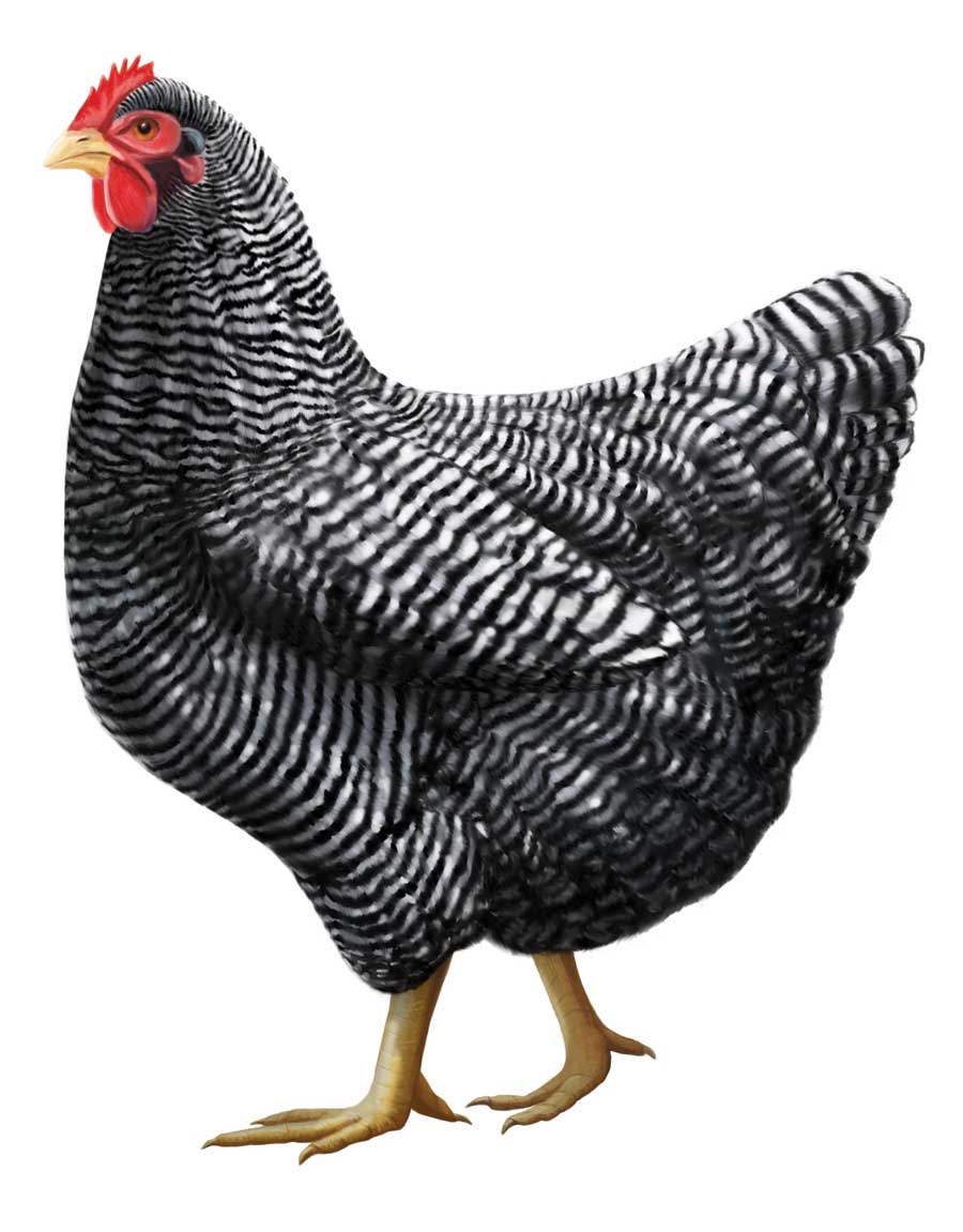 Plymouth Rock Chicken illustation