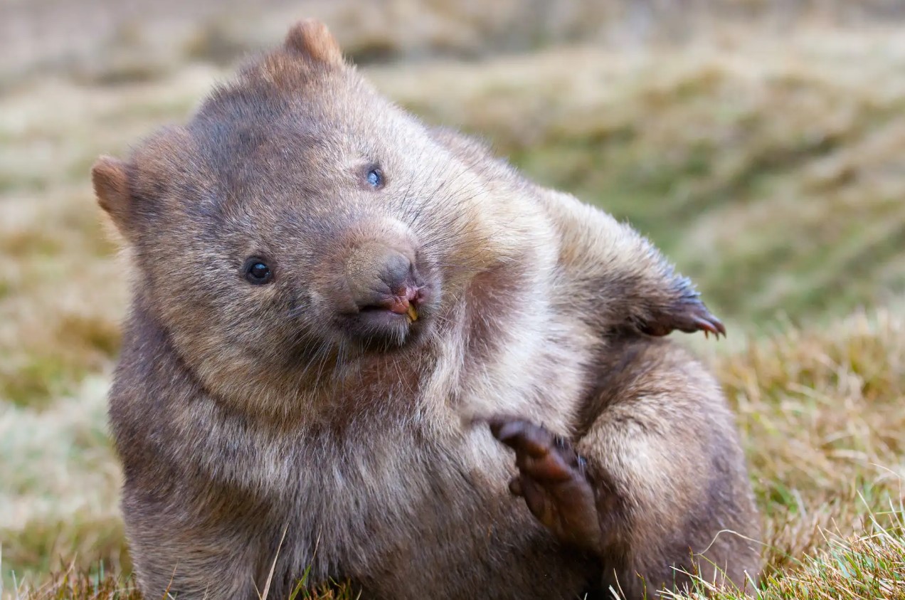 scraching wombat
