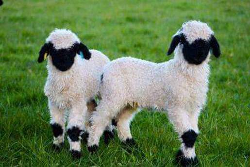 Valais Blacknose image