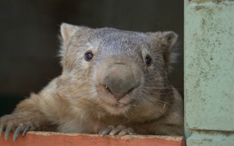 cutie wombat