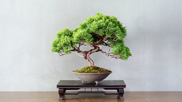 bonsai