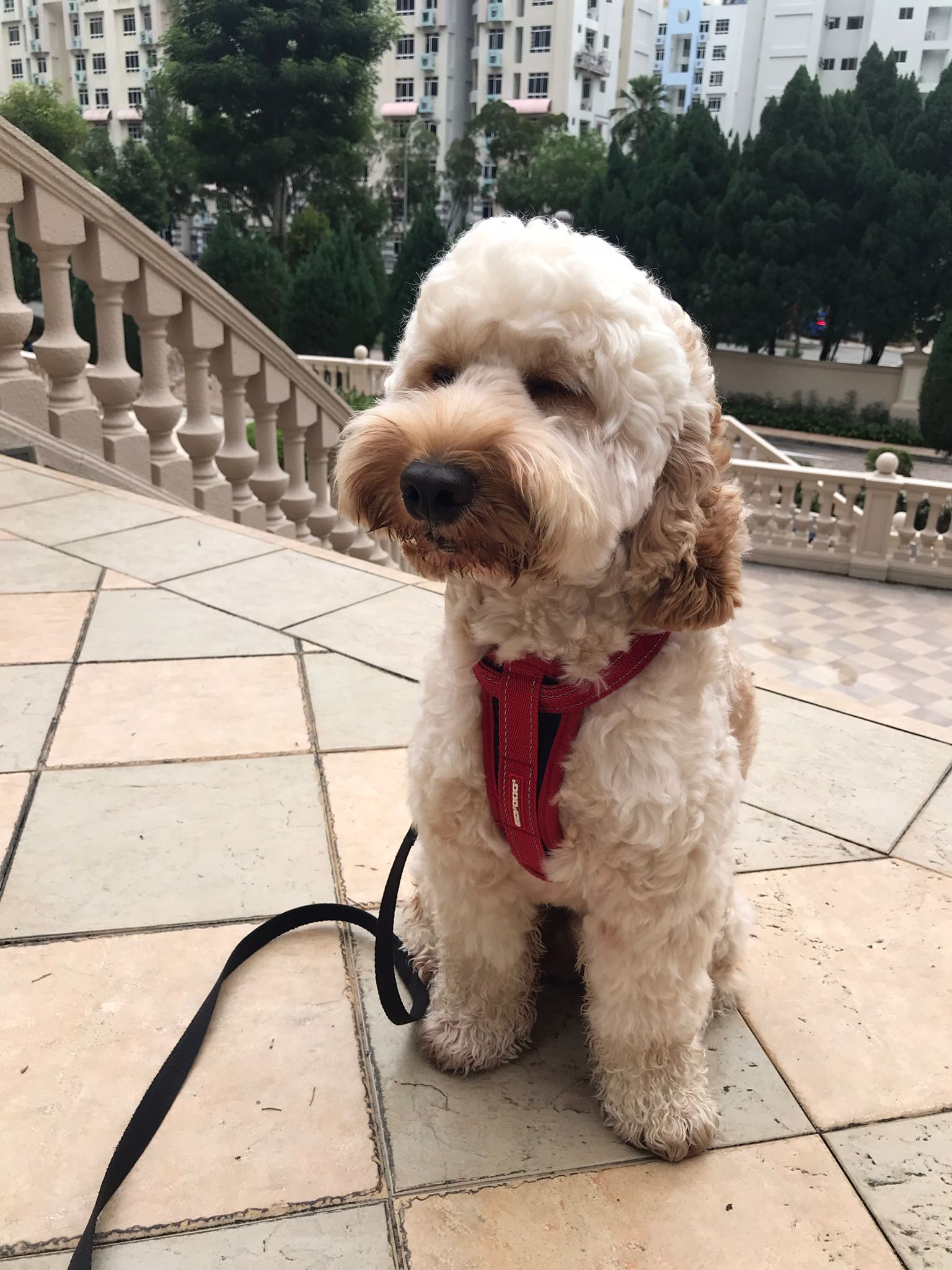 Cavoodle_3