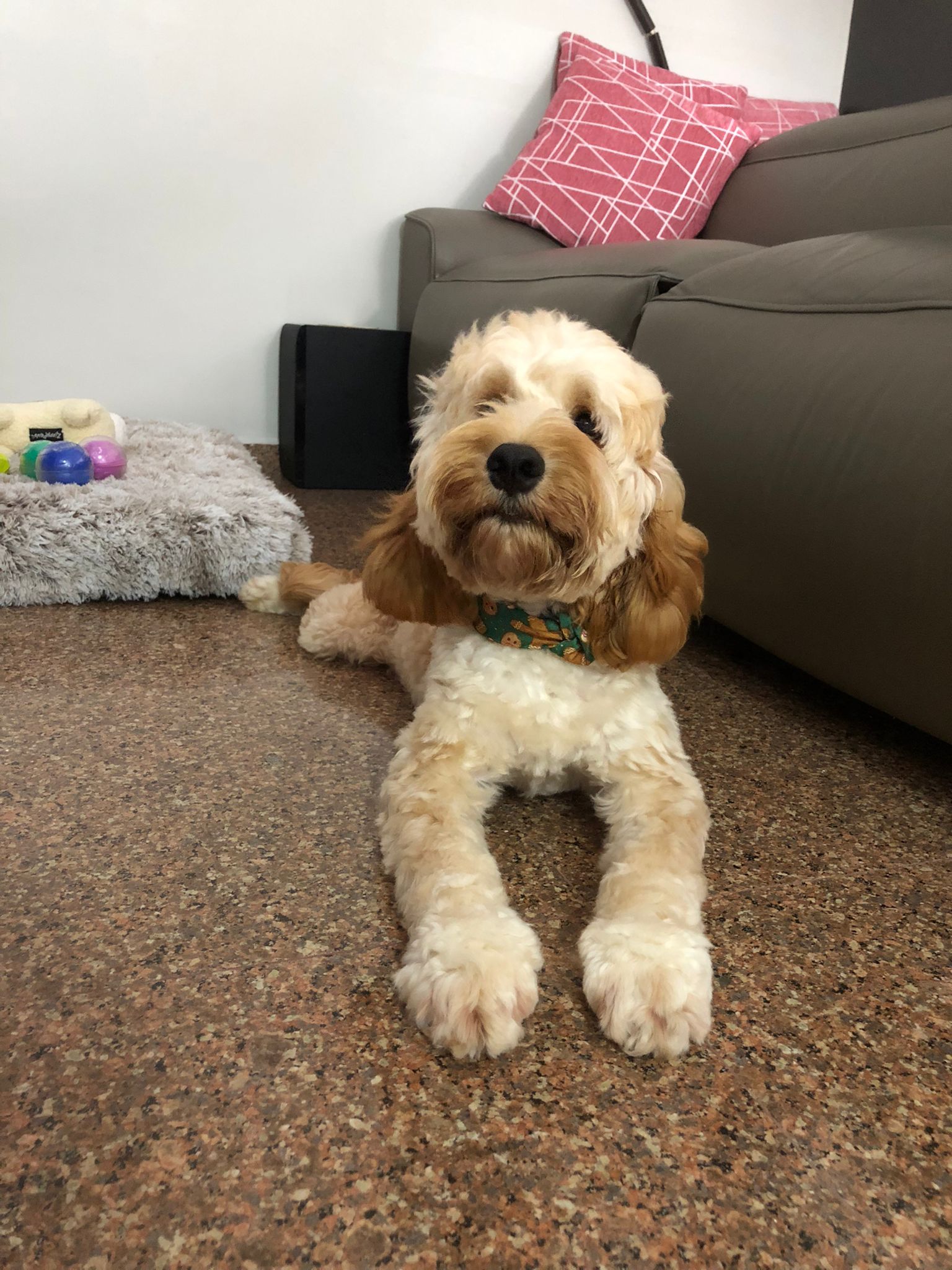 Cavoodle_2