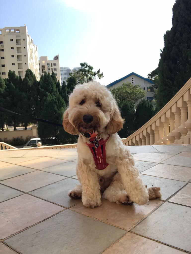 Cavoodle_1