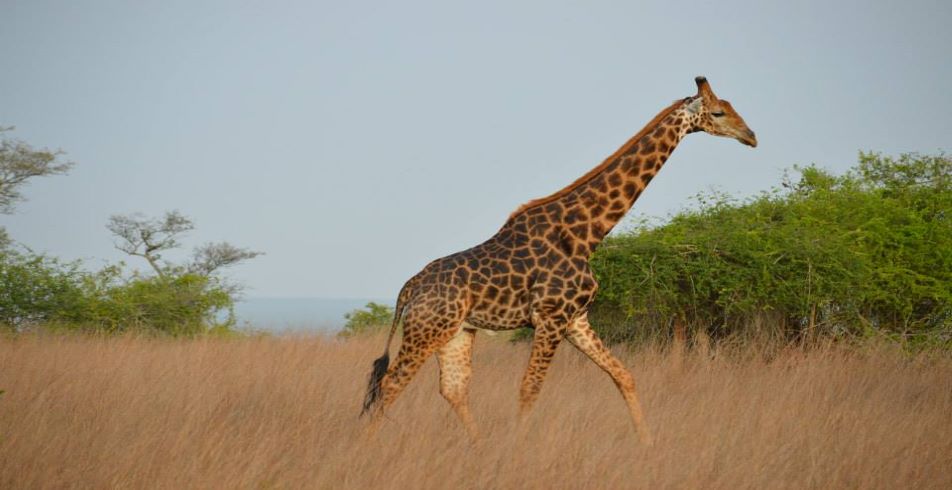 Giraffe, Angola