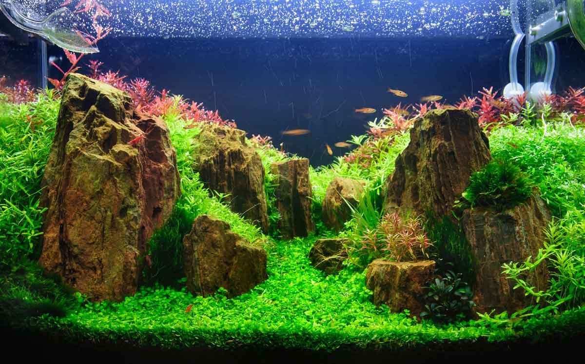 The Art of Aquascaping