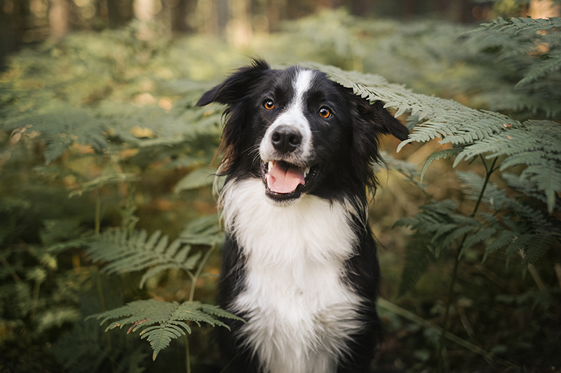 Picture of a border collie