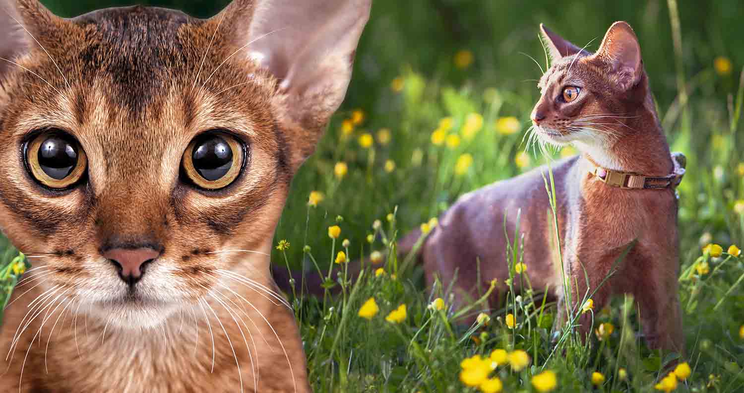 Abyssinian cat