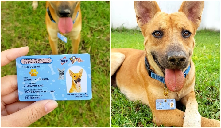 pet id