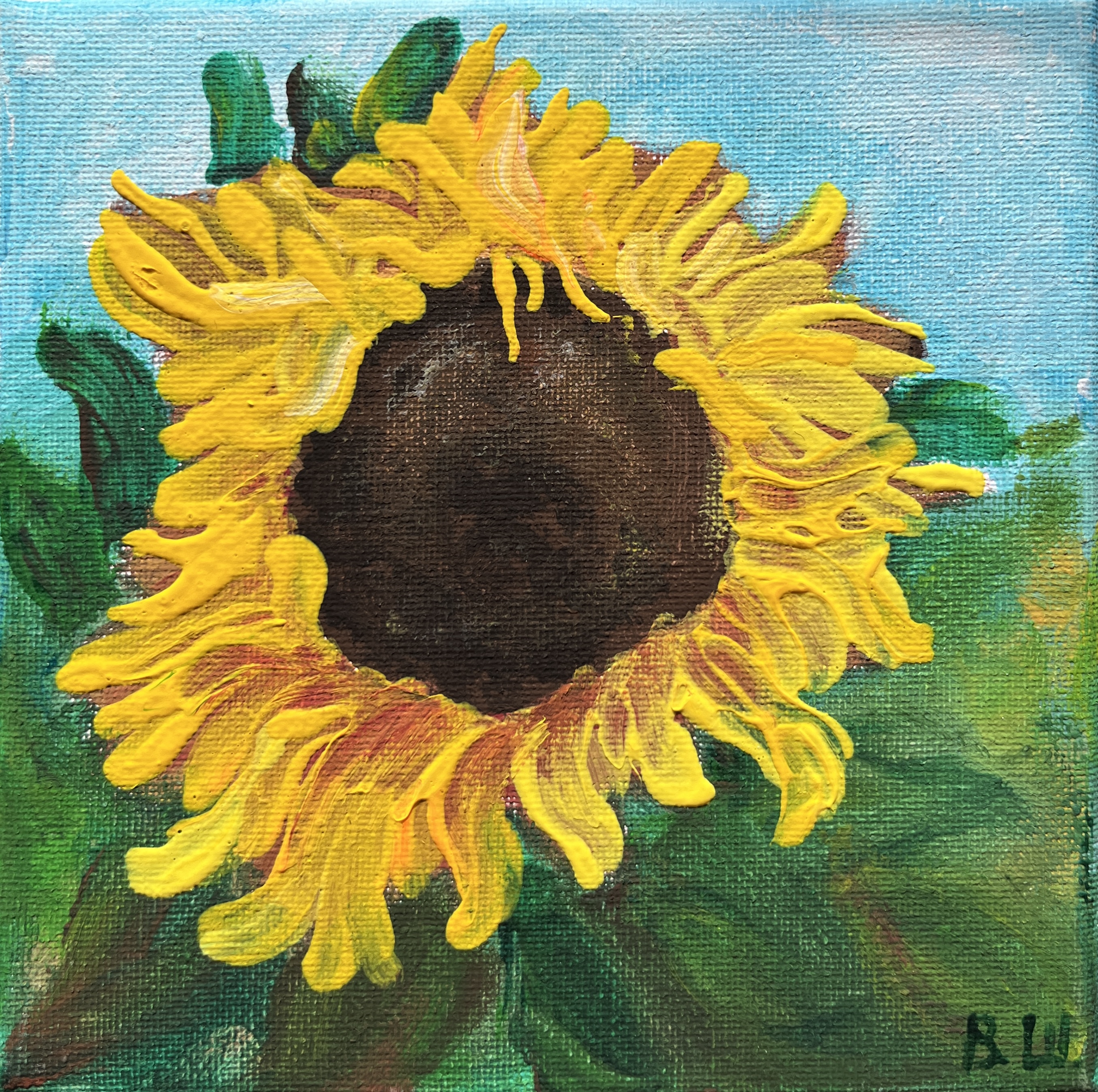 Sunflower